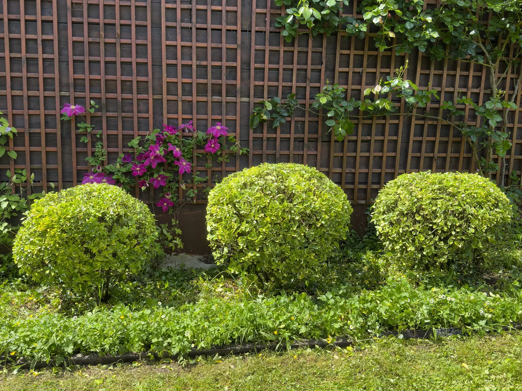 Arbustes en boule devant une palissade et des plantes fleuries